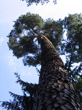 n_51_kö_J63 2007_kiefer.jpg